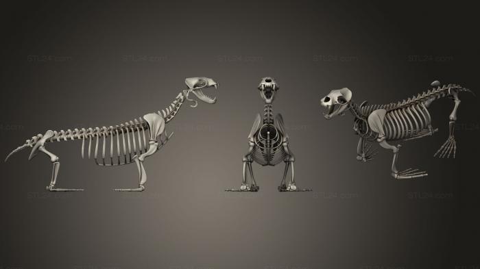 Anatomy of skeletons and skulls (Sea Lion Skeleton, ANTM_1021) 3D models for cnc